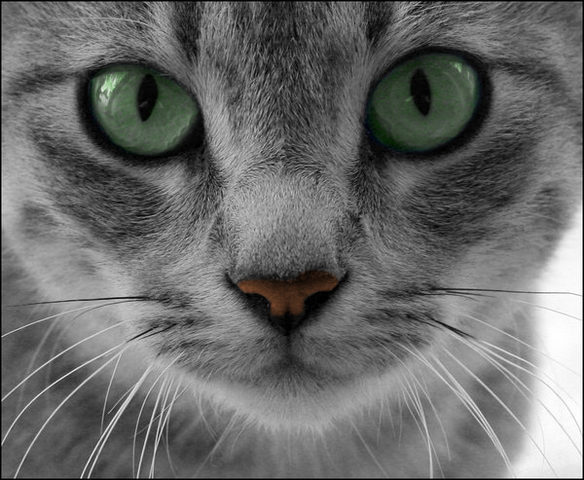 File:Webpelt.png