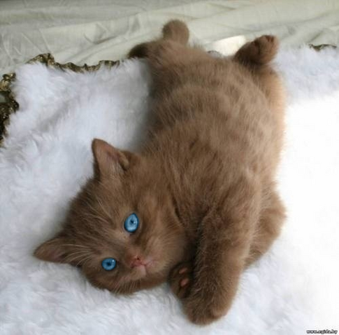File:Larkpaw.png
