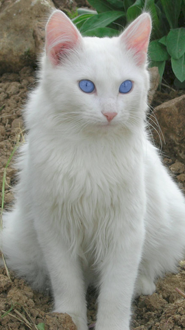 File:Skystar.png