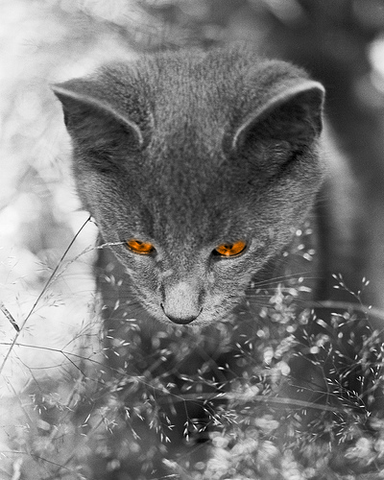 File:Lightpaw.png