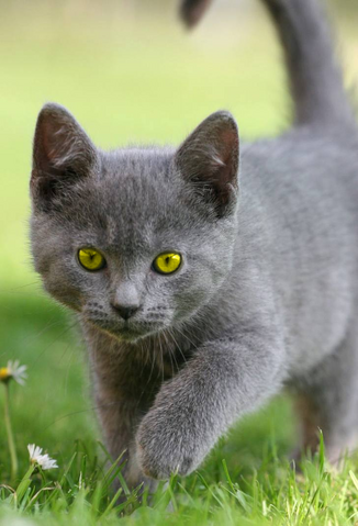 File:Bluekit.png