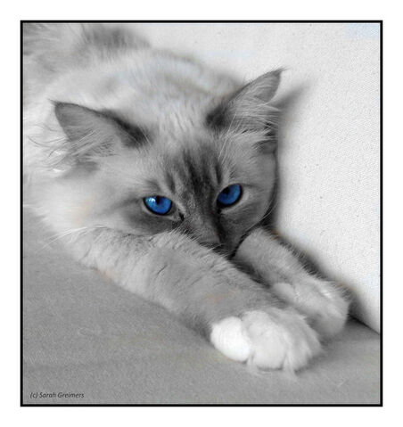 File:Mistwing.jpg