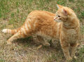 Thumbnail for version as of 21:20, November 28, 2011