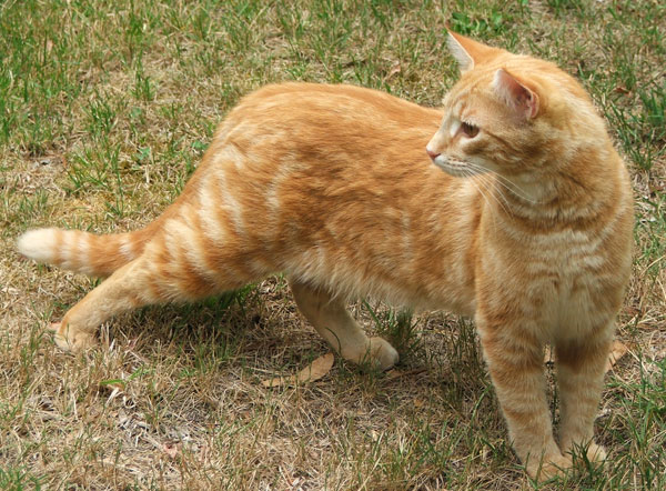 File:Ferrin.jpg