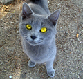 Thumbnail for version as of 19:46, October 26, 2011