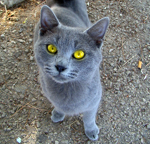 File:Bluespark.png