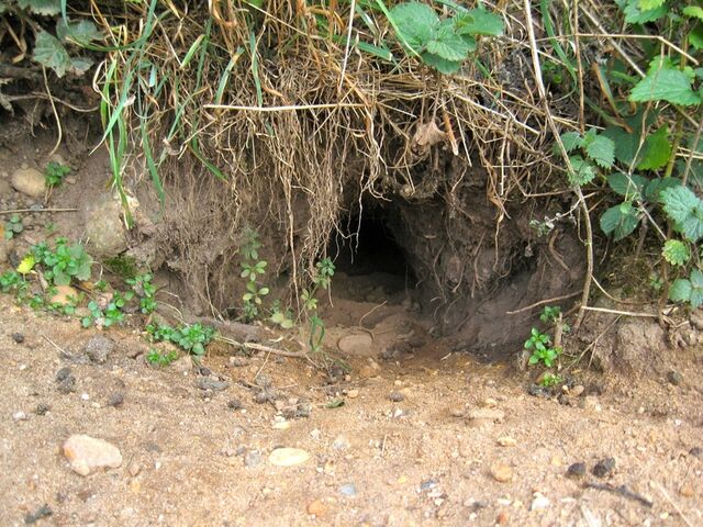 File:Apprentices Den.jpg