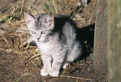 File:Featherkit.jpg