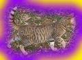 Thumbnail for version as of 22:04, December 6, 2011