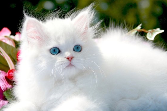 File:Winterkit.png