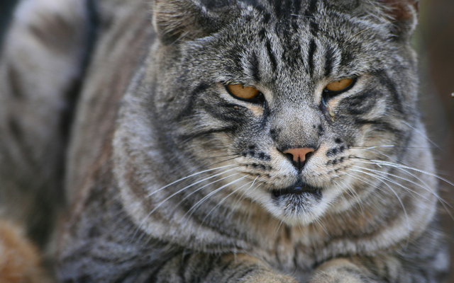 File:Grayfur.png