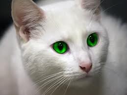 File:Snowkit adult.jpg