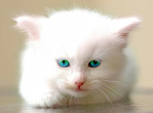 File:Iciclekit.jpg