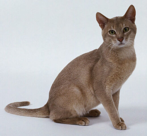 File:Marshfur.jpg
