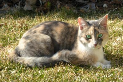 File:Ivypaw.png