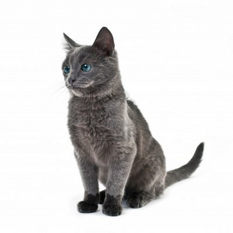 File:Mistypaw.png