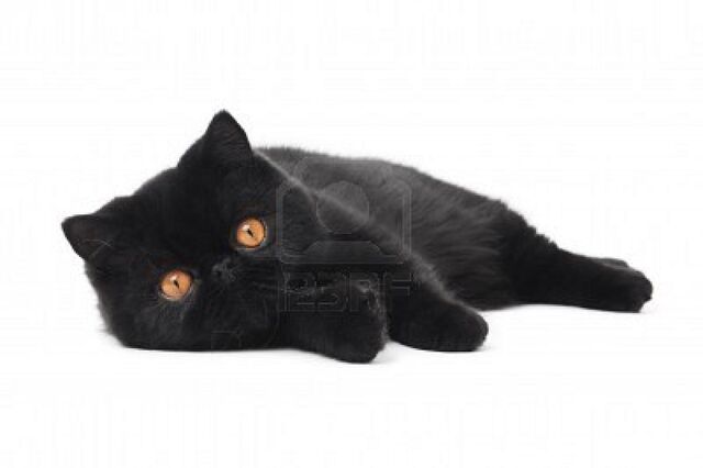 File:9234339-one-lying-black-exotic-shorthair-kitten-cat-isolated-on-white-1-.jpg