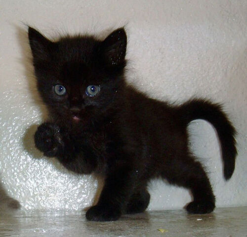 File:Black-Kitten-1-.jpg