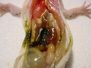 Gecko dissection