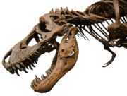 File:Rexy skel wikhw.jpg