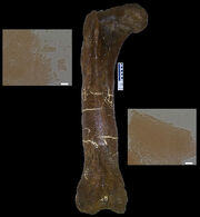 B-rex