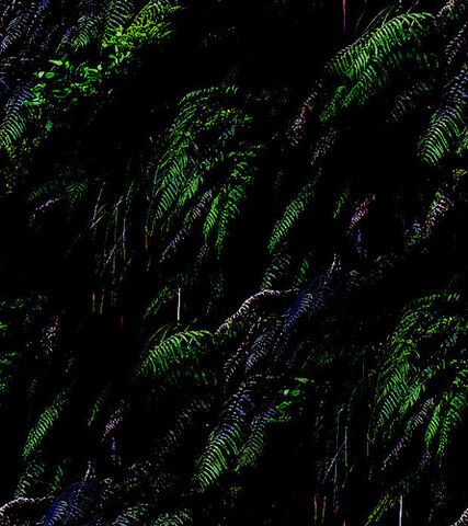 File:Fern9999999.jpg