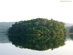 Ad054 jungle-scene-03-1024