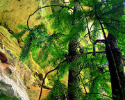 Wollemi pine planfor03