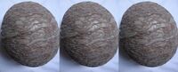 Dinosaur eggs