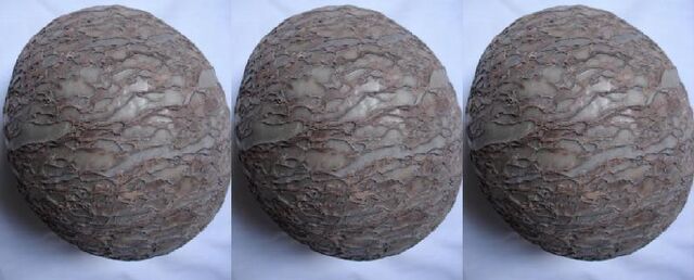 File:Dinosaur eggs.jpg
