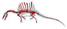 New Skeleton in Swimming Position