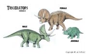Triceratops
