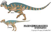 Pachycephalosaurus