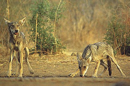 File:Indianwolves.jpg