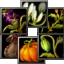 File:Plantpool64.jpg