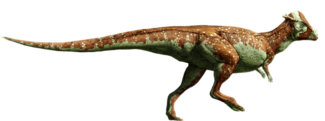 Файл:Pachycephalosaurus-detail-header.png