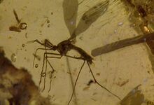 Jurassicparkmosquito