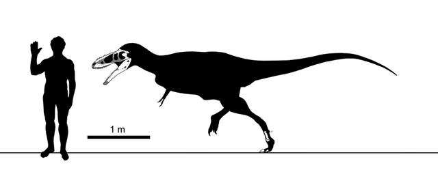 File:800px-Alioramus skeletal steveoc.png