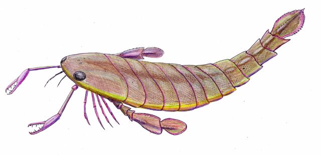 File:Pterygotus anglicus reconstruction.jpg
