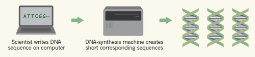 DNA synthesis