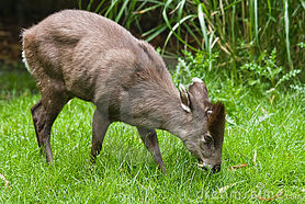 Tufted-deer-7163105.jpg