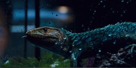 Lizard