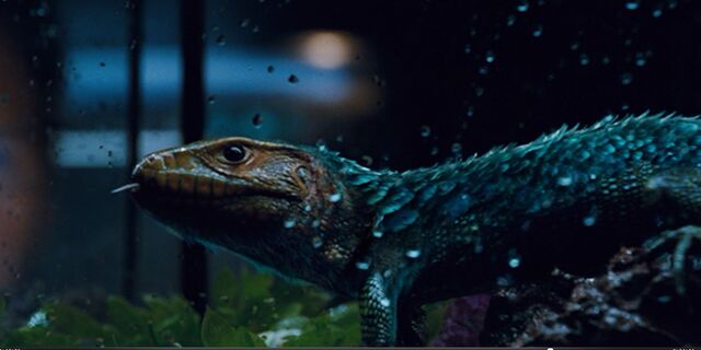 File:Lizard.jpg