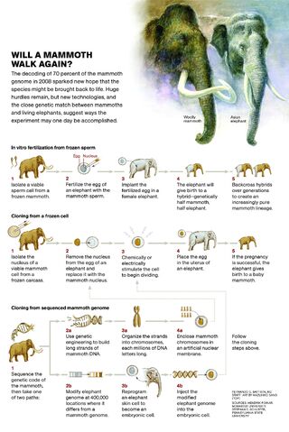 File:Mammoth cloning.jpg