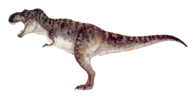 File:T-rex male.jpg