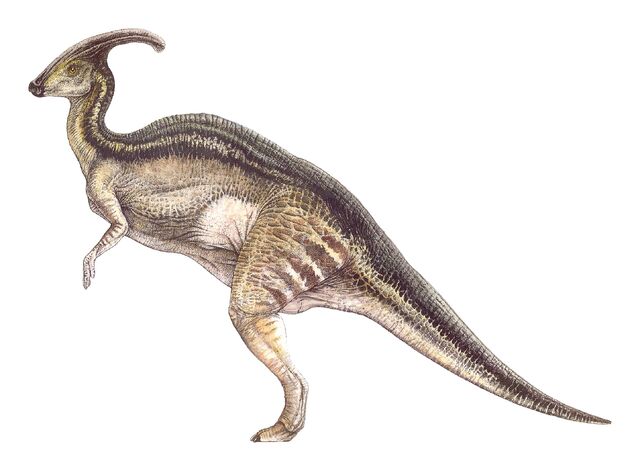 File:Paras female.jpg