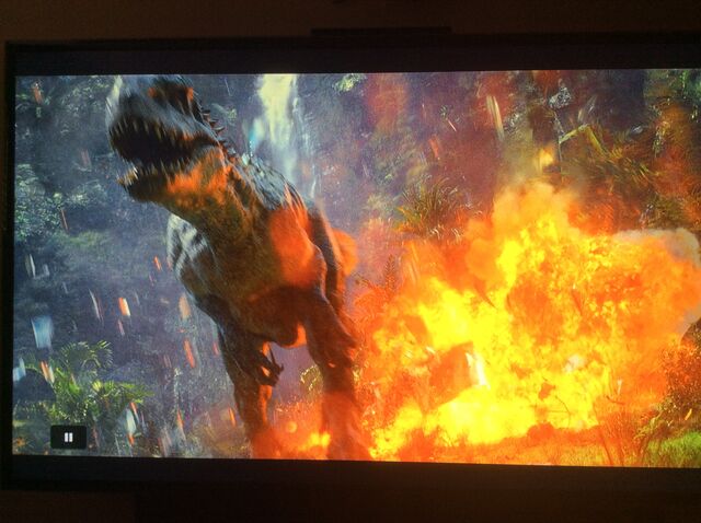 File:I. rex in aviary.jpeg