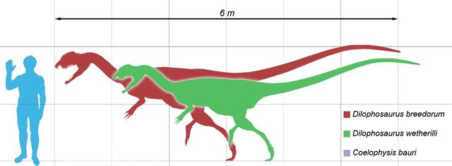 Datei:ScaleDilopho.jpg