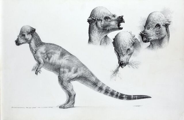File:Artwork-pachycephalosaurus.jpg