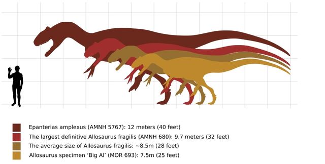 Datei:Scaleallosaurus.jpg